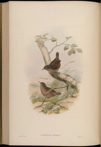 Anorthura formosa = Spelaeornis formosus by John Gould